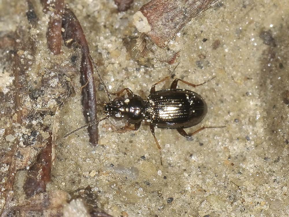 Bembidion lampros? (Carabidae)